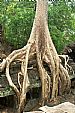 Ta Prohm growth