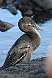 Fernandina, Flightless Cormorant