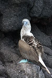 North Seymour, Blue Footed Boobie