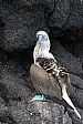 North Seymour, Blue Footed Boobie