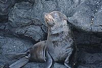 Santiago, Fur Seal