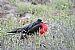 North Seymour, Frigate Bird