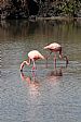 Santa Cruz, Flamingos
