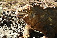 Isabela, Land Iguana