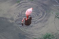 Floreana, Flamingo