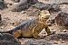 North Seymour, Land Iguana