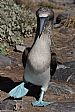 Espanola Blue Footed Boobie