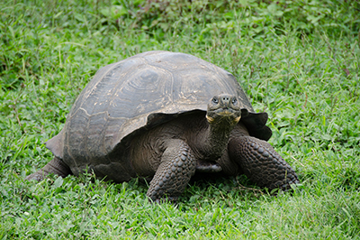 Galapagos Expeditions