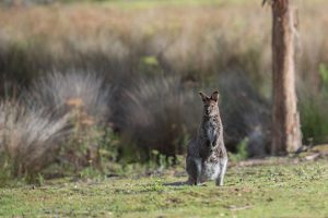 Tasmania Wallaby, Australia