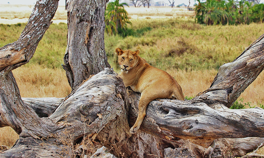 Serengeti, Tanzania - African Travel